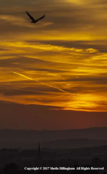 Flight-at-Sundown-by-Sheila-Billingham