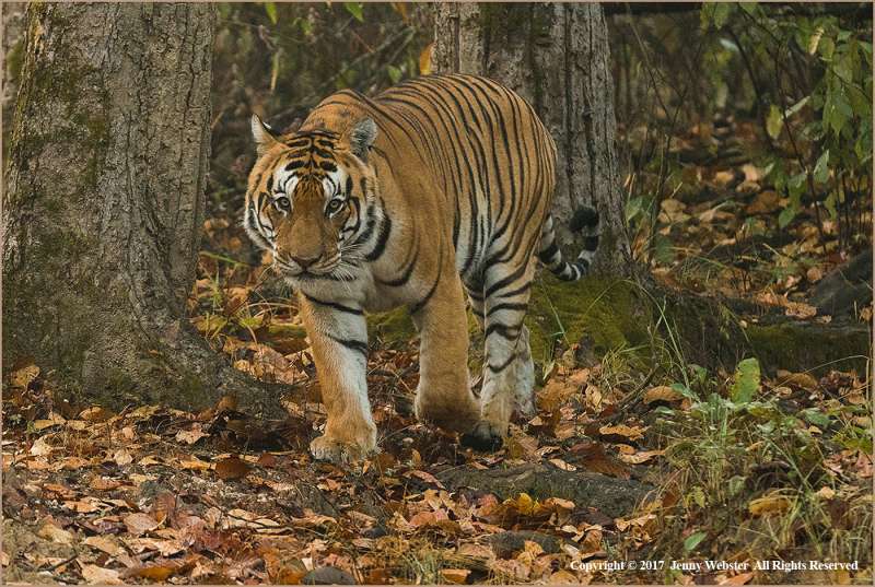 Male-Tiger-Encounter-by-Jenny-Webster