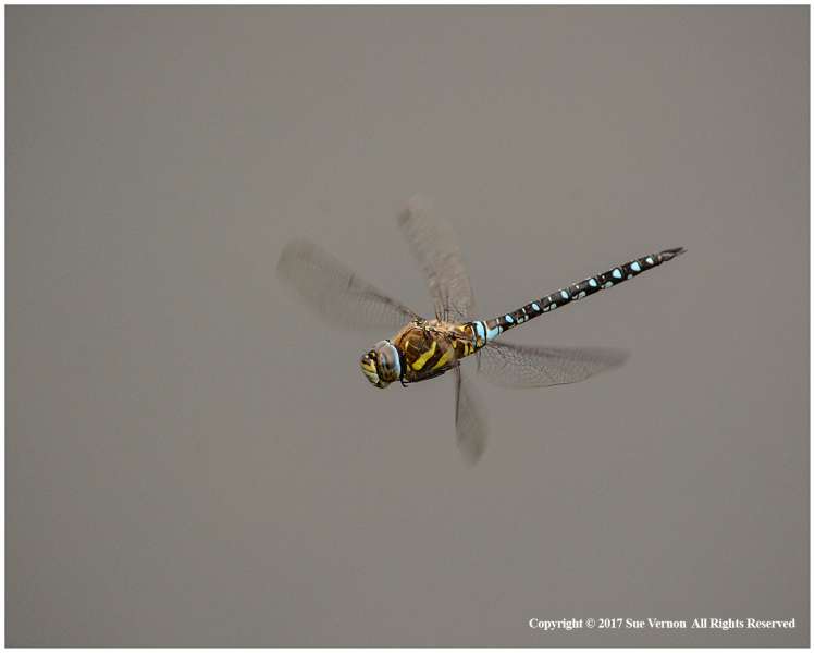 Migrant-Hawker-Dragonfly-by-Sue-Vernon