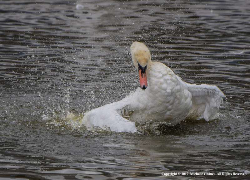 Mute-Swan-by-Michelle-Chance