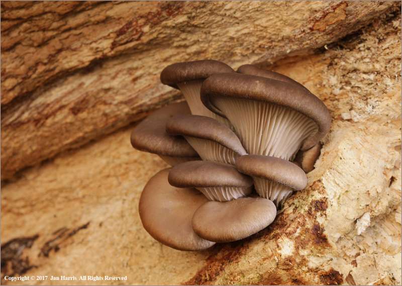 Oyster-Mushroom-by-Jan-Harris