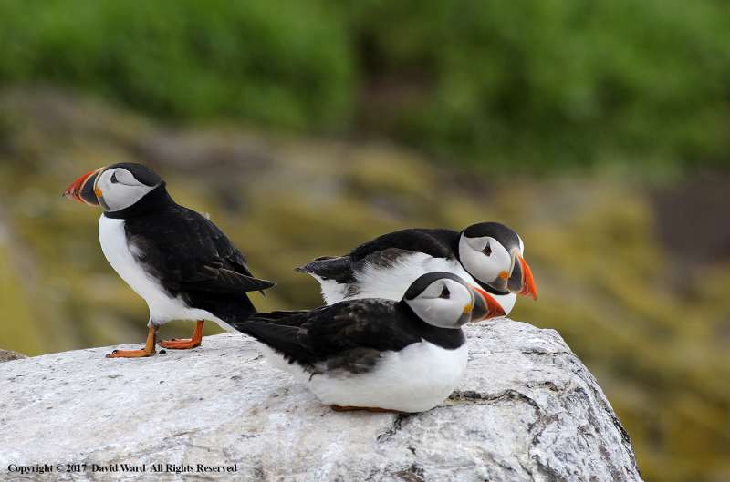 Puffins-on-a-Cliff-by-David-Ward