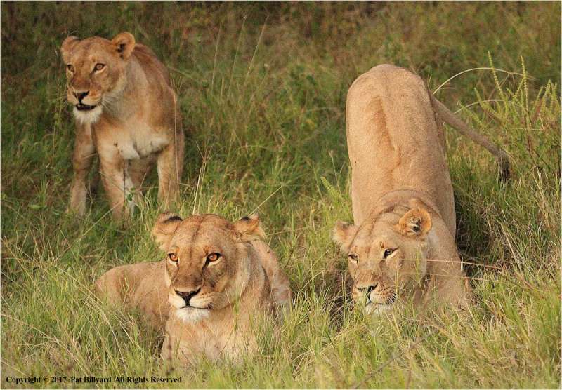 Three-lions-by-Pat-Billyard