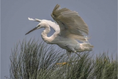 Egret-on-Papyrus-by-Roger-Tyler