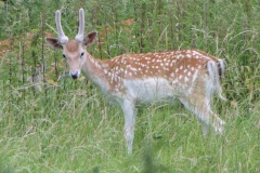 Fallow-deer-by-Michelle-Chance