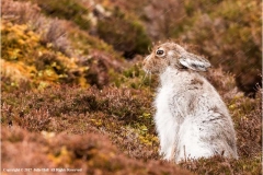 Highland-Mountain-Hare-by-Julie-Hall