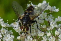 Hoverfly-by-Sheila-Billingham