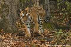 Male-Tiger-Encounter-by-Jenny-Webster