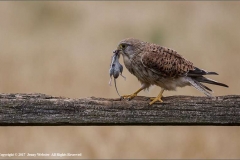 Male-kestrel-with-Field-Mouse-by-Jenny-Webster