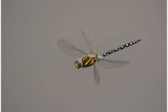 Migrant-Hawker-Dragonfly-by-Sue-Vernon