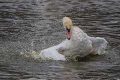 Mute-Swan-by-Michelle-Chance