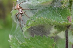 Nursery-Web-Spider-by-Michelle-Chance