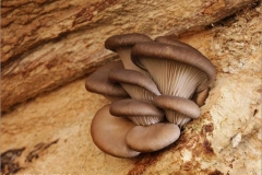 Oyster-Mushroom-by-Jan-Harris