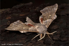 Poplar-Moth-by-Roger-Tyler