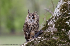 Tawny-Owl-with-Rat-by-David-Ward