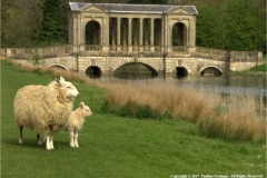 The-Palladian-Bridge-by-Pauline-Grainger