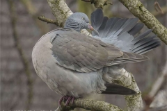 Wood-Pidgeon-Preening-by-Sheila-Billingham