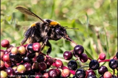 Bee-on-Elderberies-by-Jan-Harris