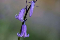 Bluebell1-by-Sue-Davis