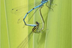 Damsel-Flies-Mating-by-Sheila-Billingham