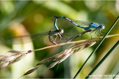 Damselflies-by-Julie-Hall