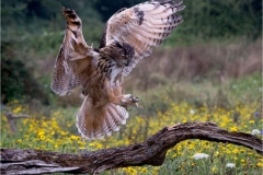 Eagle-Owl-by-Mal-Ogden