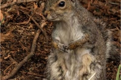 Grey-Squirrel1-by-Sue-Davis