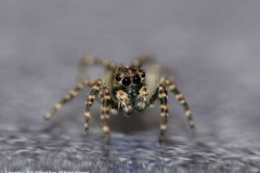Jumping-spider-by-Richard-Pope