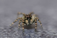 Jumping-spider-by-Richard-Pope