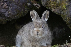 Mountain-Hare-leveret-Lepus-timidus-by-Richard-Chapman