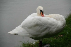 Preening-Mute-Swan-by-Rob-Evers