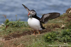 Pufffin-landing-by-Dave-Ward