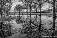 Tranquil-Trees-by-Roger-Tyler