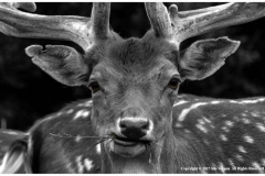 Fallow-Deer-by-Sue-Vernon