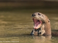 Giant Otter by Jenny Webster