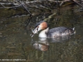 Great Crested Grebe by Julie Bridgwater