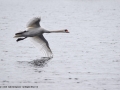 Mute Swan by Julie Bridgwater