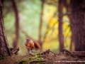 On The Forest Floor by Michael McIlvaney