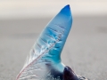 Portugese Man O' War by Richard Chapman