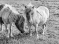 Shetland Ponies by Jenny Webster