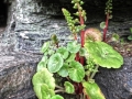 AnneGalbraithJellie_RockPlant