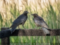 JulieHall_CarrionCrowJuvenilePair