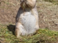 LizPerrins_PrairieDog