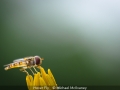 MichaelMcIlvaney_HoverFly