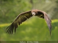 MikeChilds_Vulture