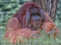 JennyWebster_MaleOrangutang