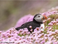 Puffin in Pink Sea Thrift by Julie Hall