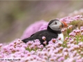 Puffin in Pink Sea Thrift by Julie Hall