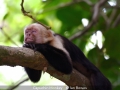 Novice_Ian-Bowes_Capuchin-Monkey_1_Commended