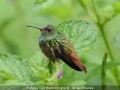 Novice_Ian-Bowes_Rufous-Tail-Hummingbird_1_First
